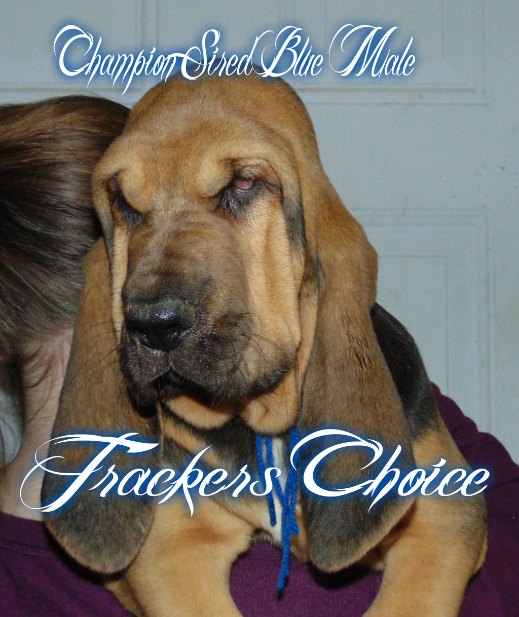 bloodhounds for sale